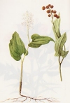 Maianthemum bifolium